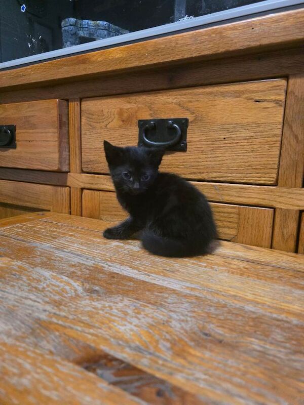 Kittens for sale