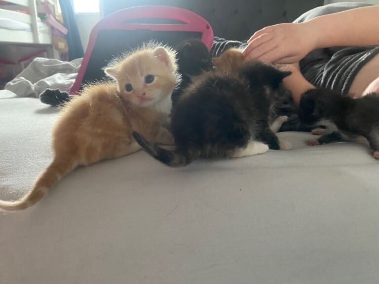 Kittens for sale
