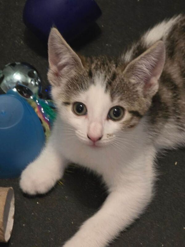 Kittens for sale - Image 2 of 4