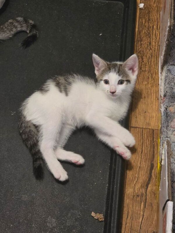 Kittens for sale - Image 3 of 4