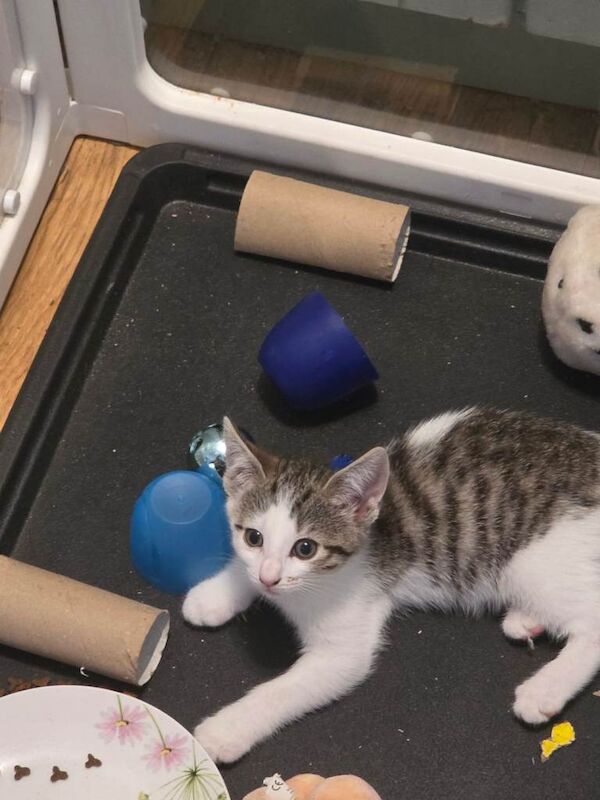 Kittens for sale - Image 4 of 4