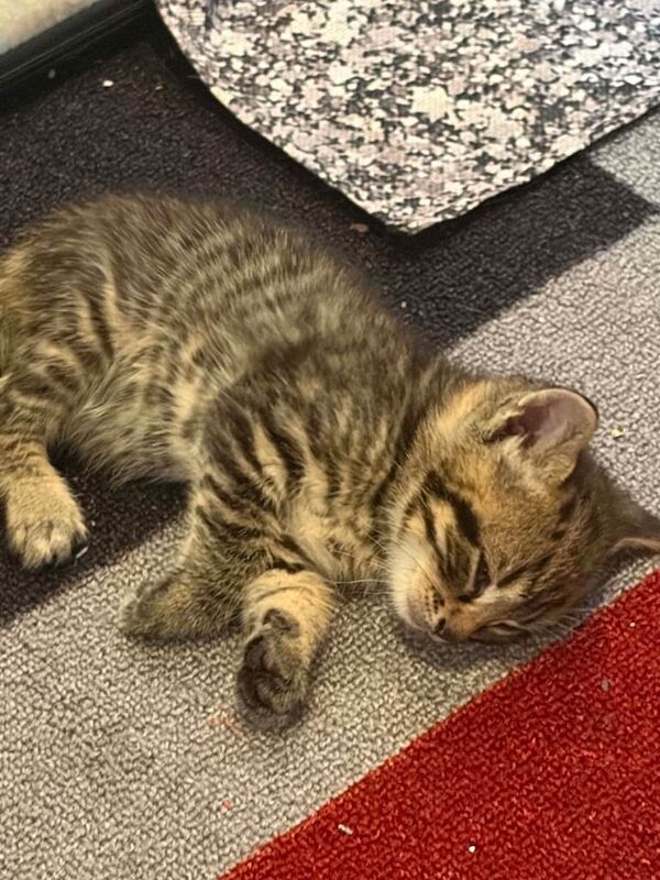 Kittens for sale - Image 2 of 4