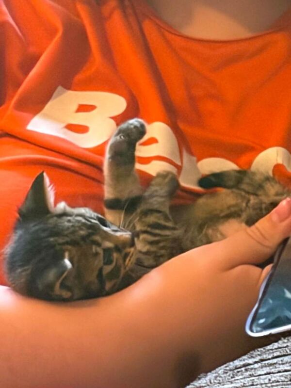 Kittens for sale - Image 3 of 4