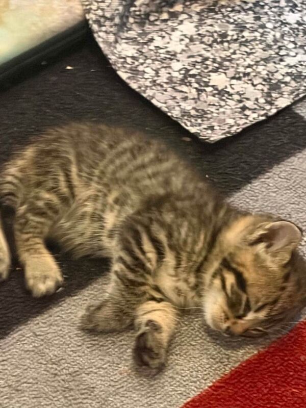 Kittens for sale - Image 4 of 4