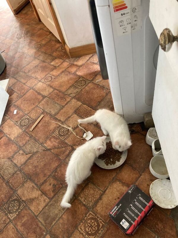 Kittens for sale