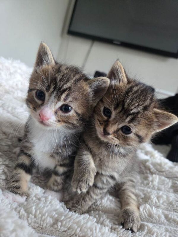 Kittens for sale - Image 2 of 4