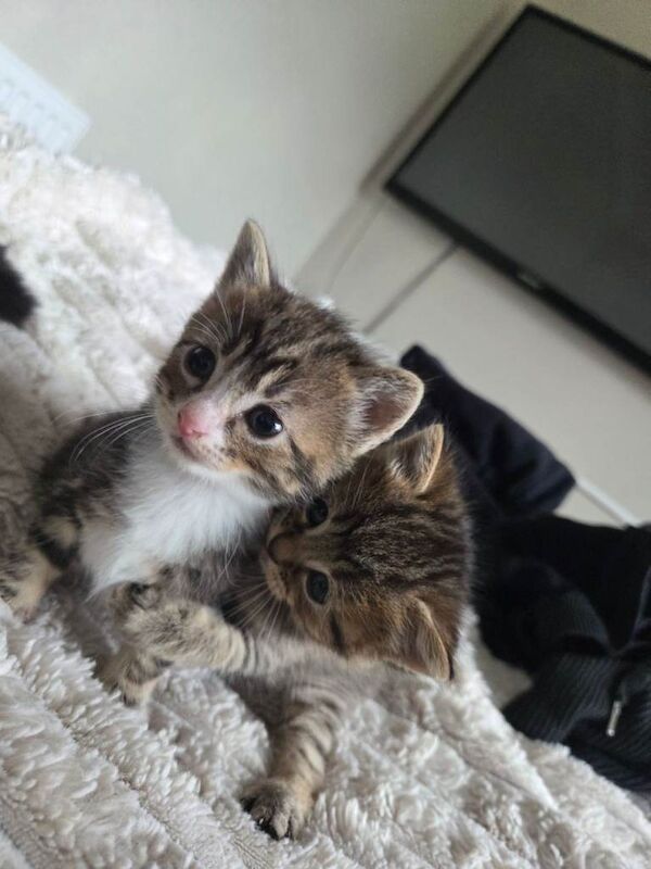 Kittens for sale - Image 3 of 4