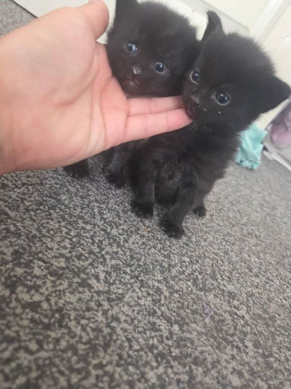 Kittens for sale - Image 4 of 4