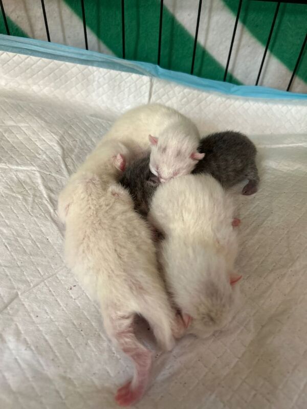 Kittens for sale