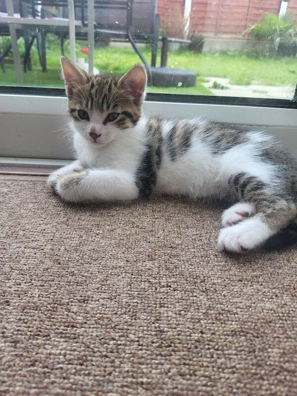 Kittens for sale