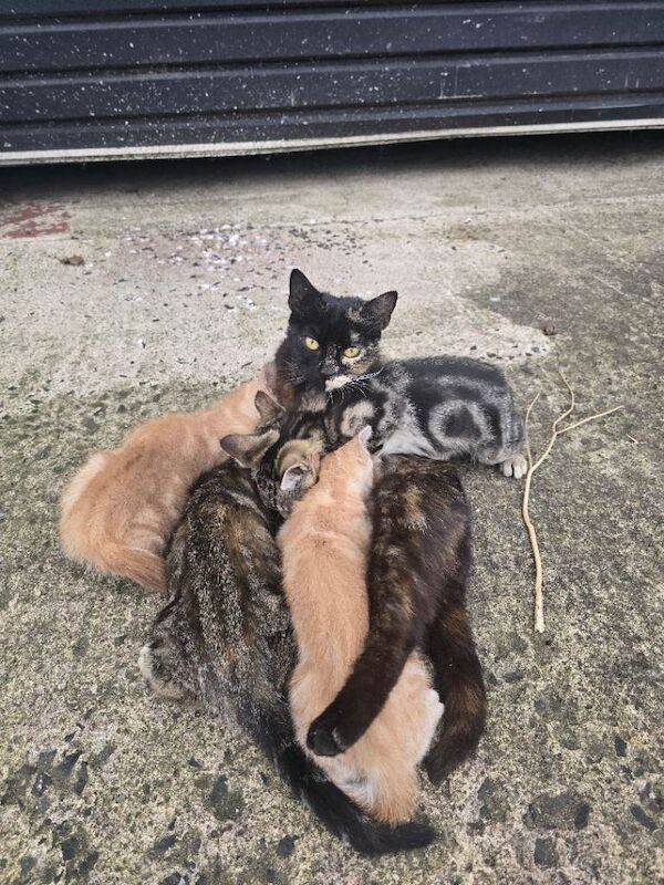 Kittens for sale
