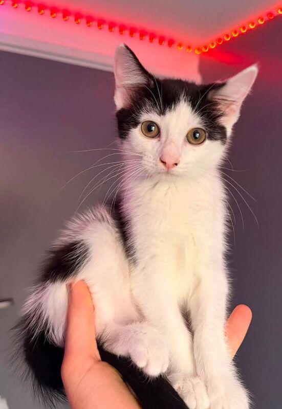 Kittens for sale - Image 2 of 3