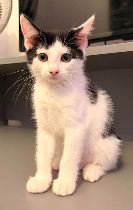 Kittens for sale - Image 3 of 3