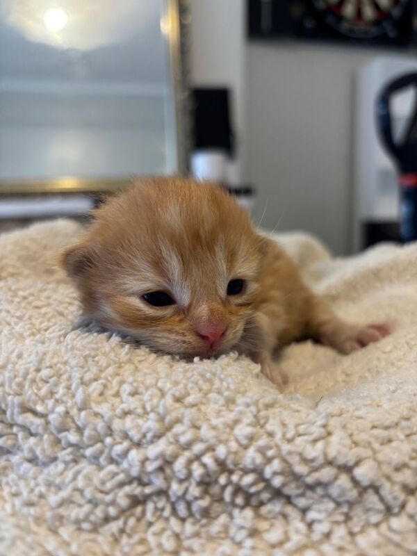 Kittens for sale 3 ginger boys and 1 torte girl - Image 2 of 3