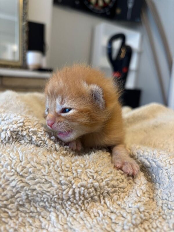 Kittens for sale 3 ginger boys and 1 torte girl - Image 3 of 3