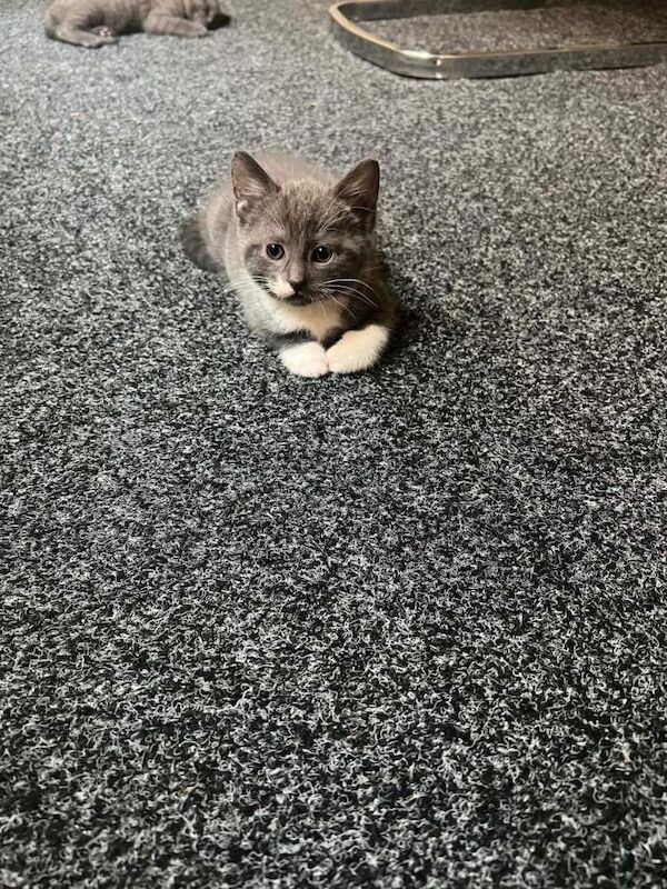 Kittens for sale - Image 2 of 5