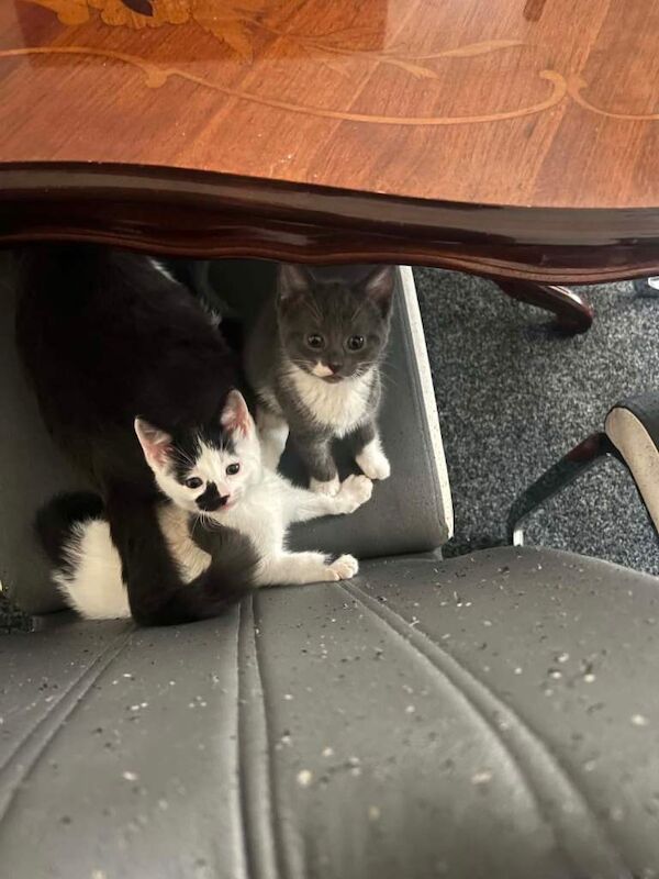 Kittens for sale - Image 4 of 5