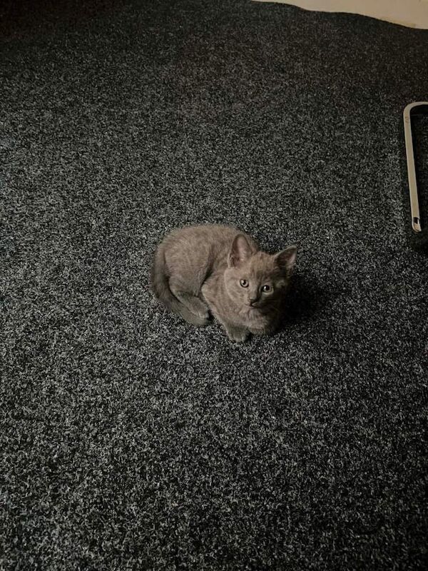 Kittens for sale - Image 5 of 5