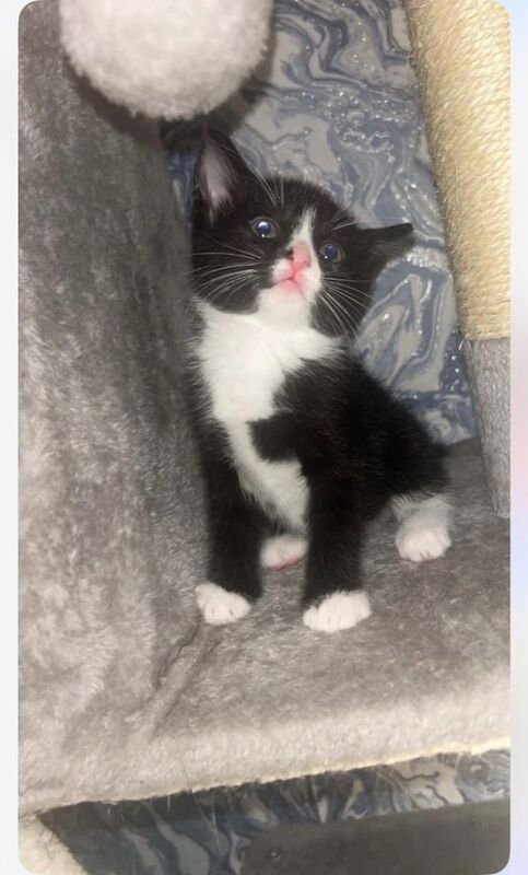 British Shorthair Kittens For Sale