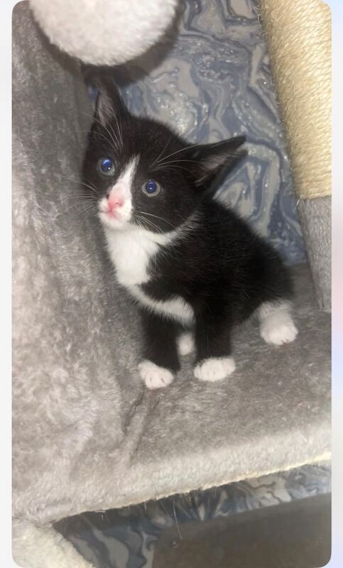 Kittens for sale - Image 2 of 4