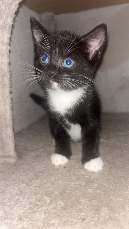 Kittens for sale - Image 3 of 4