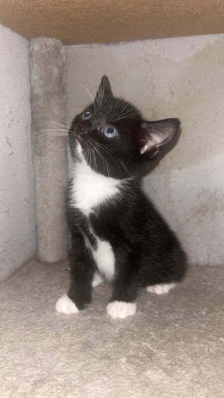 Kittens for sale - Image 4 of 4
