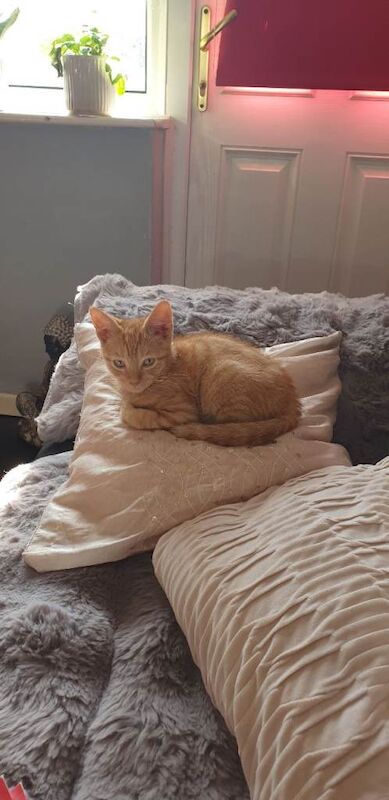 Kittens for sale