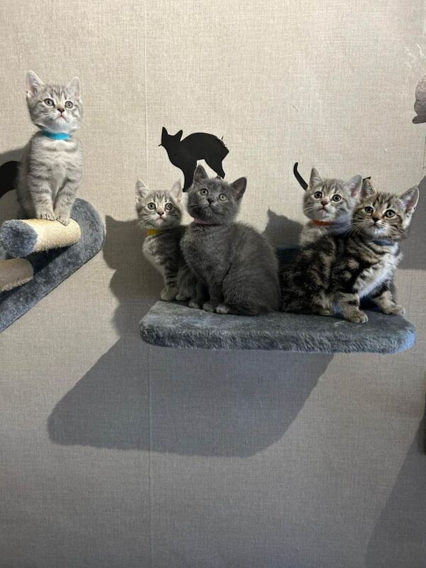 Kittens for sale