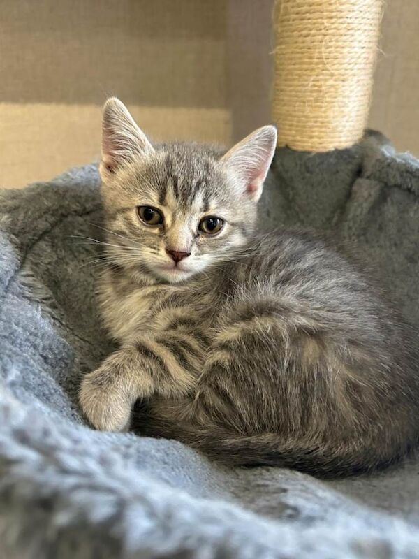 Kittens for sale - Image 2 of 6