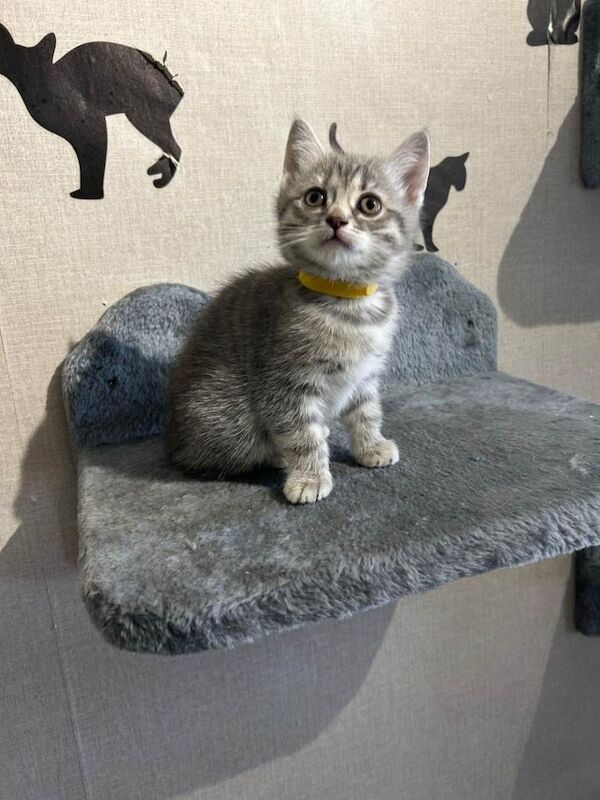 Kittens for sale - Image 3 of 6