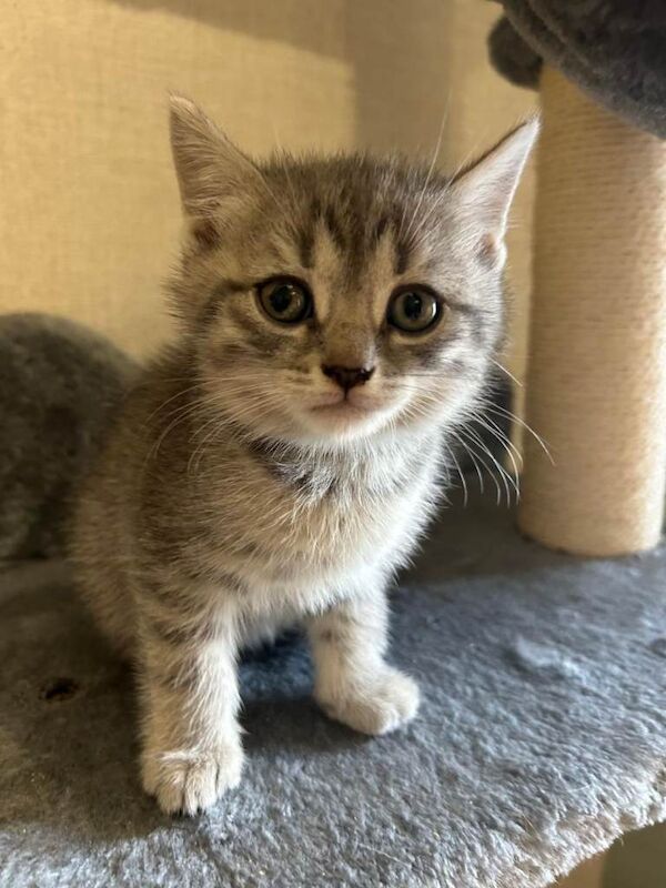 Kittens for sale - Image 4 of 6