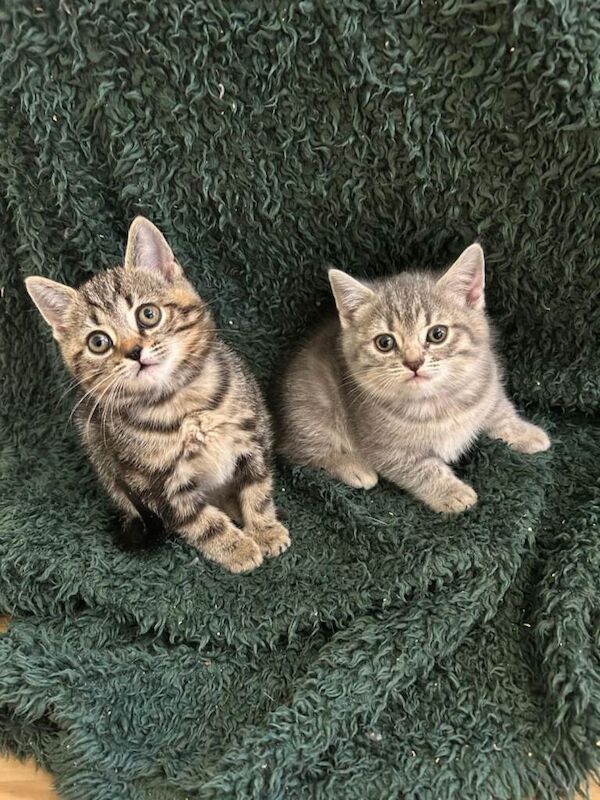 Kittens for sale - Image 5 of 6