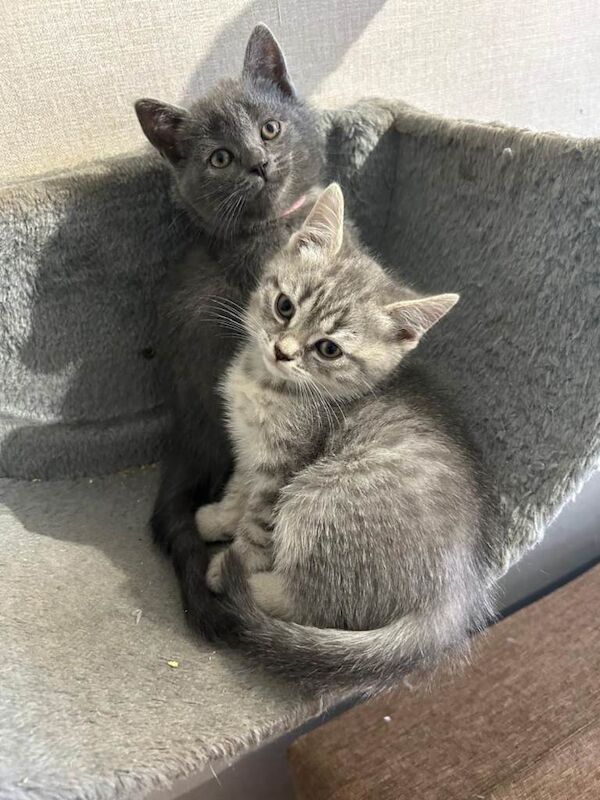 Kittens for sale - Image 6 of 6