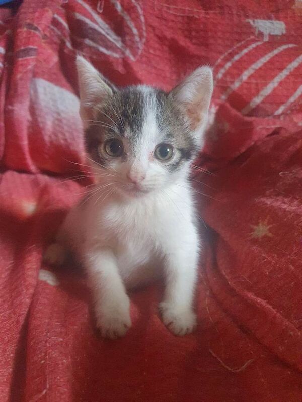 Kittens for Sale