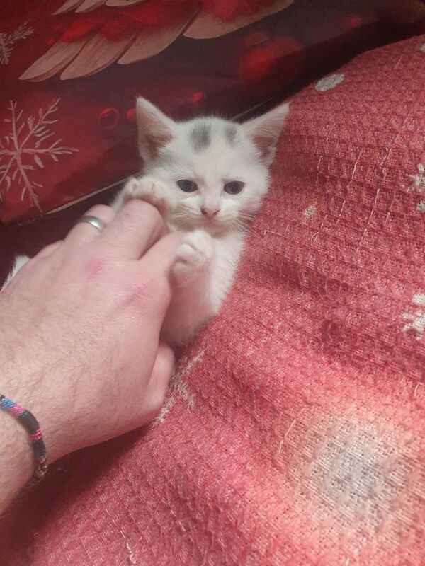 Kittens for Sale - Image 2 of 5