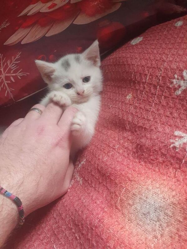 Kittens for Sale - Image 3 of 5