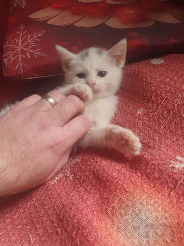 Kittens for Sale - Image 4 of 5
