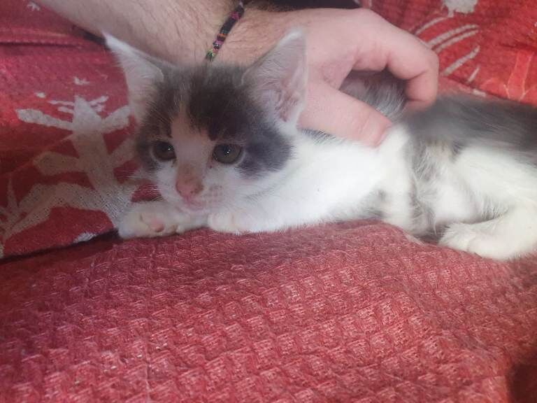 Kittens for Sale - Image 5 of 5