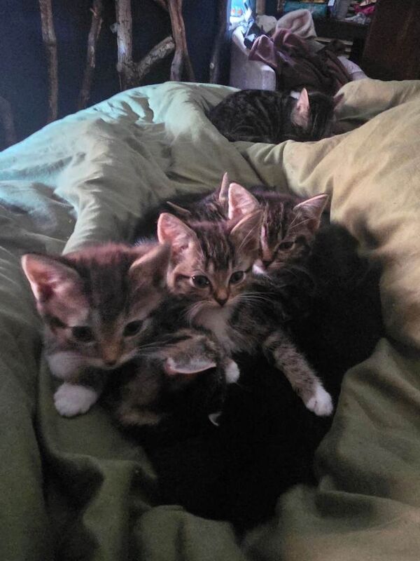 Kittens for sale