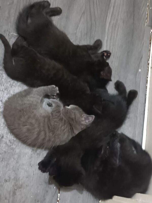 Kittens For Sale