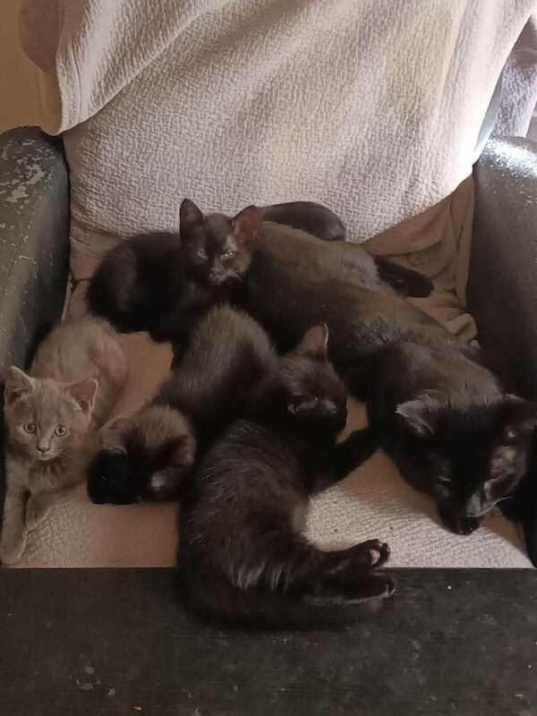 Kittens For Sale - Image 2 of 4