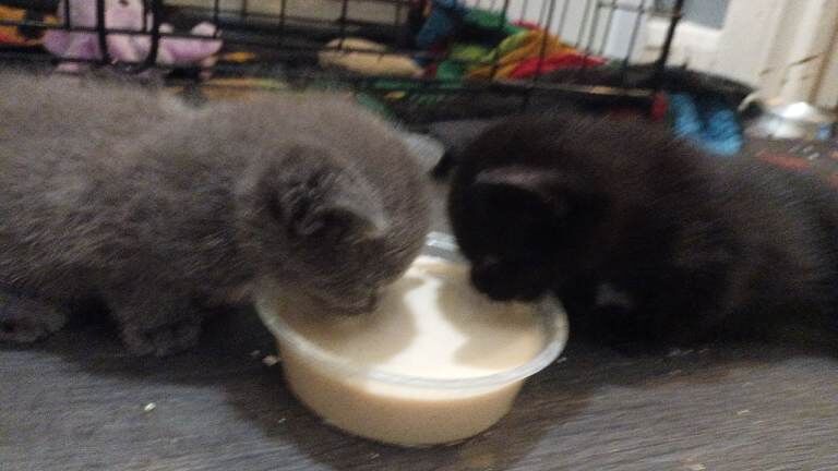 Kittens For Sale - Image 3 of 4