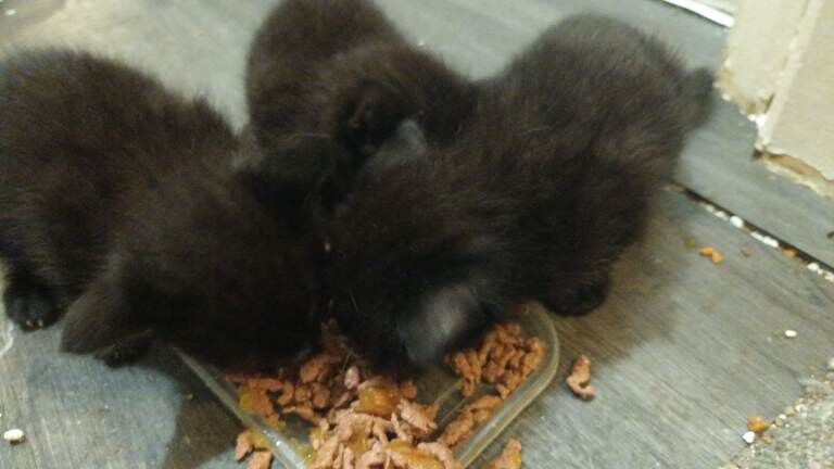 Kittens For Sale - Image 4 of 4