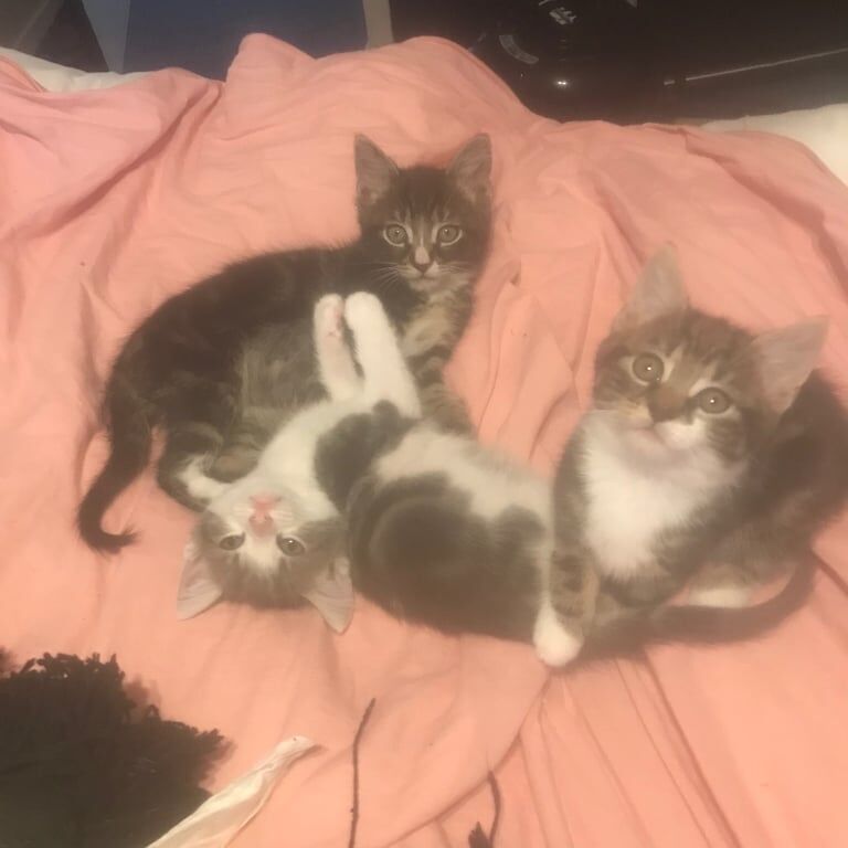 British Shorthair kittens for sale in Uxbridge, Greater London – 8 weeks old