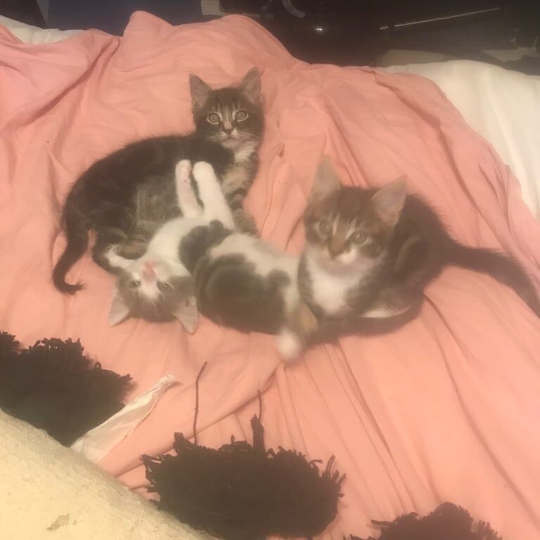 British Shorthair kittens for sale in Uxbridge, Greater London – 8 weeks old - Image 2 of 2