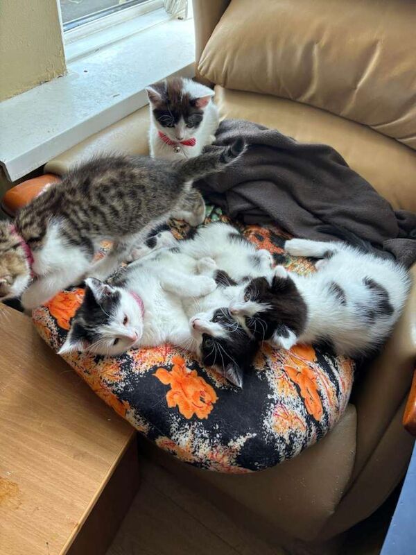 Kittens for sale, 9 weeks old, 4 female 1 male.