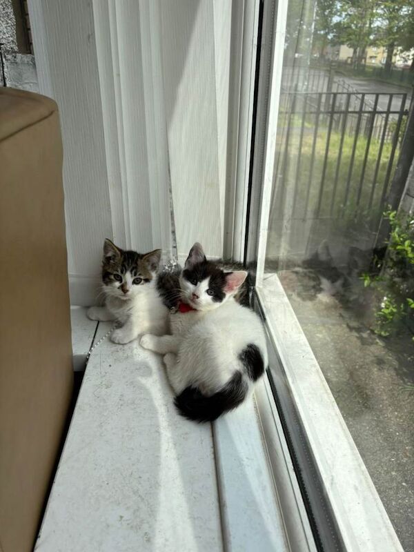 Kittens for sale, 9 weeks old, 4 female 1 male. - Image 2 of 3