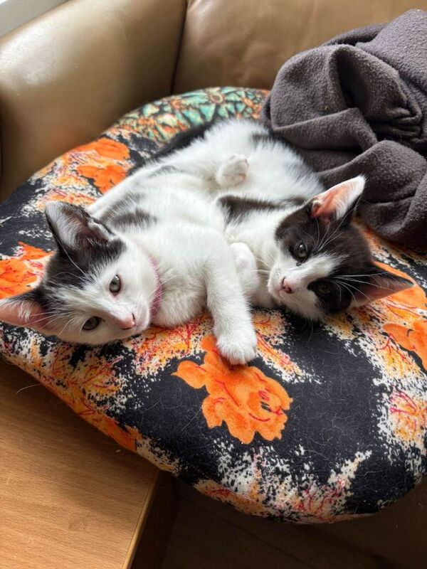 Kittens for sale, 9 weeks old, 4 female 1 male. - Image 3 of 3