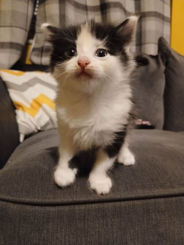 Kittens for sale Chaddesden Derby