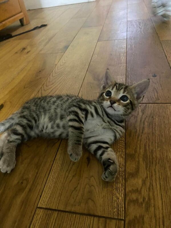 British Shorthair kittens for sale in Edmonton, Greater London – 8 weeks old
